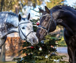 Hengste im Advent am So, 23.11.2025 - Reithalle – am neuen Gestüt, Moritzburg
