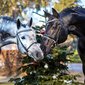 Hengste im Advent