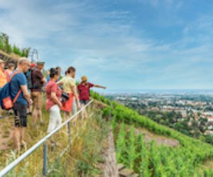 Kräuterwein und Weinelexiere - Wein und noch viel mehr am Sa, 16.08.2025 - Weinkeller "Am Goldenen Wagen", Radebeul